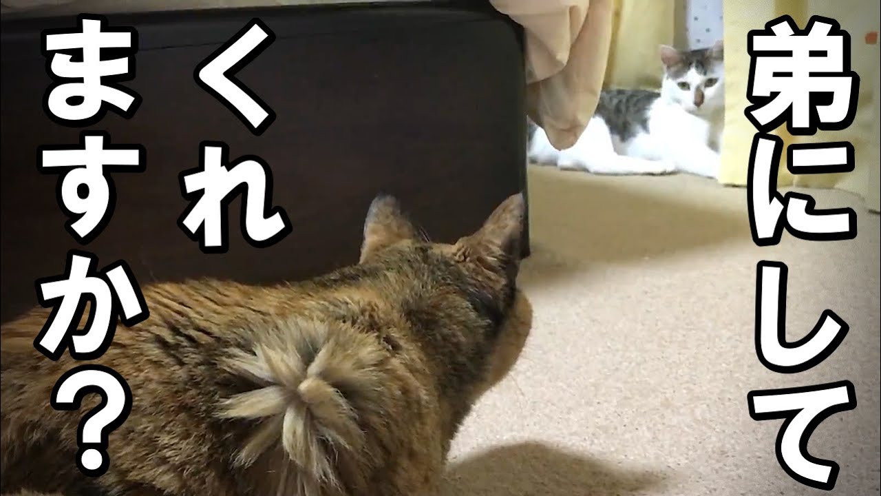 近所の地域猫がうちの子に…先住猫との緊張の対面【保護猫・老猫】