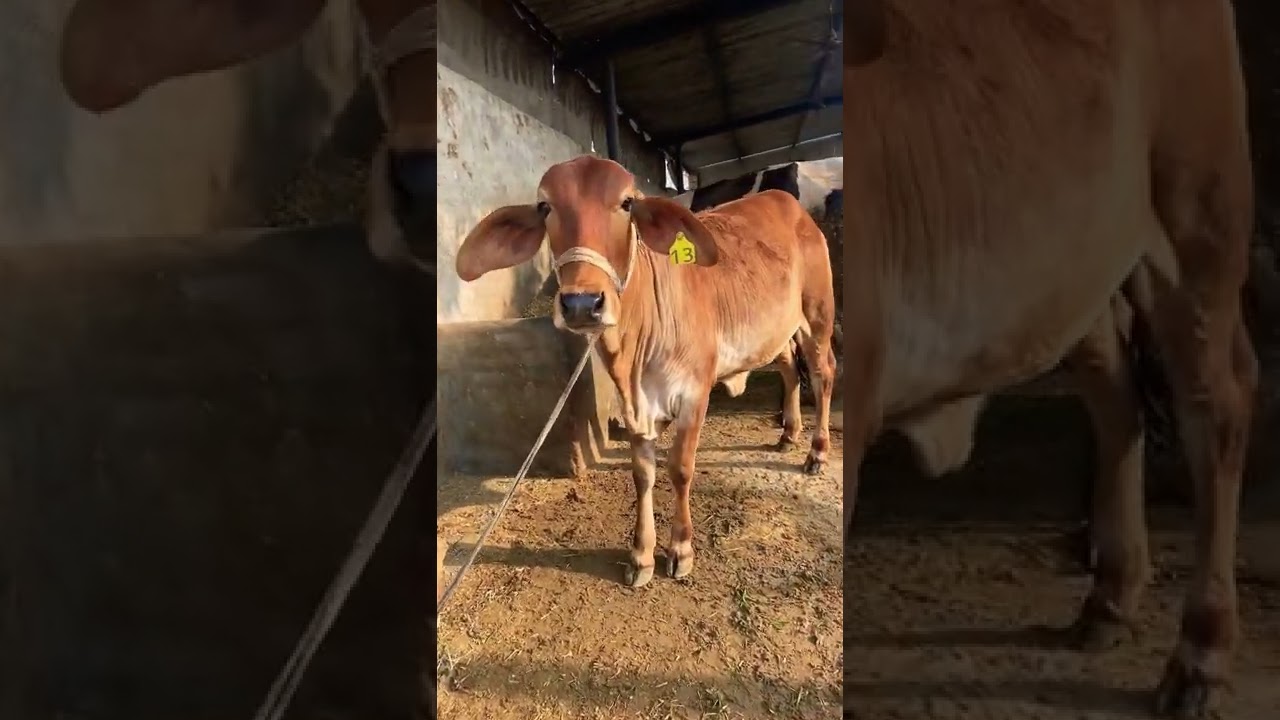 Abs- Babbar heifer ..Jashan dairy farm #dairyfarming #hf #smallfarm #sahiwal #agriculture