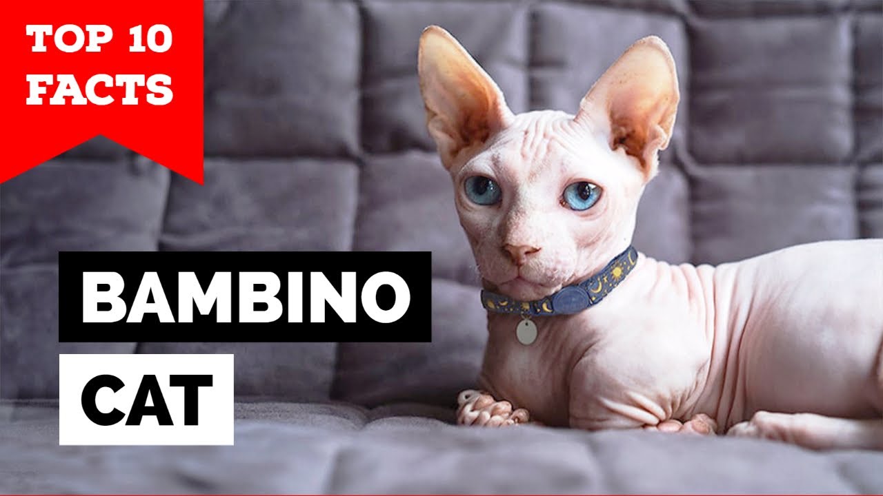 Bambino Cat- TOP 10 FACTS