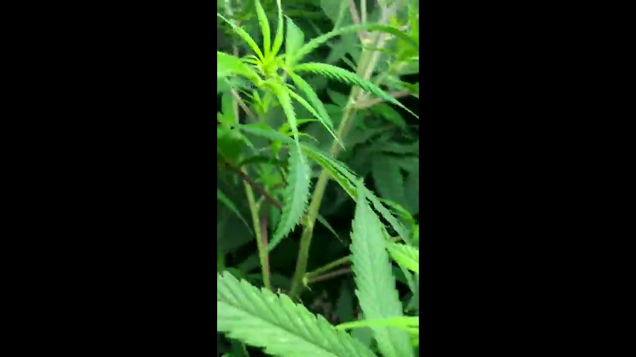 Veg room progress