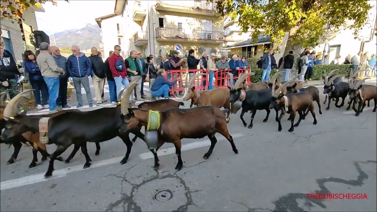 TRANSUMANZA DI CAPRE CAMOSCIATE E PECORE, FIERA DEI SANTI A LUSERNA S.GIOVANNI. MERC. 2 - 11 - 2022.