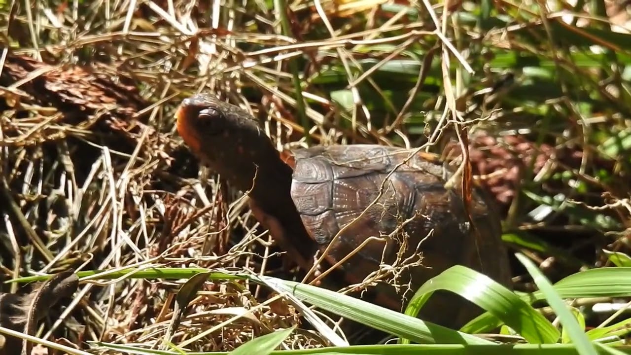 Turtle Peek-a-Boos
