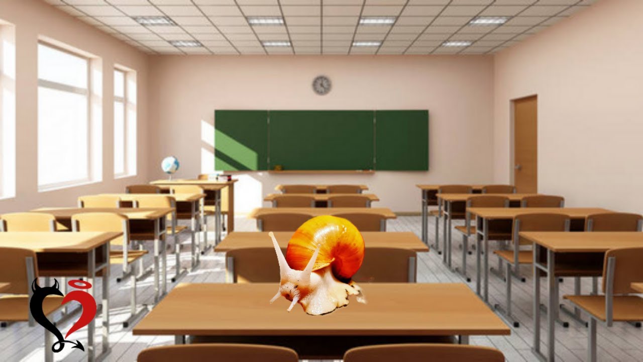 Was ist bei meiner Tierwelt los ? / Meine Achatschnecke dürfen zur Schule