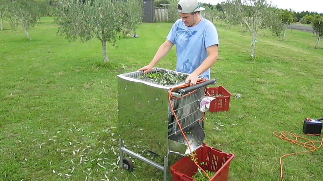 Olive deleafer machine