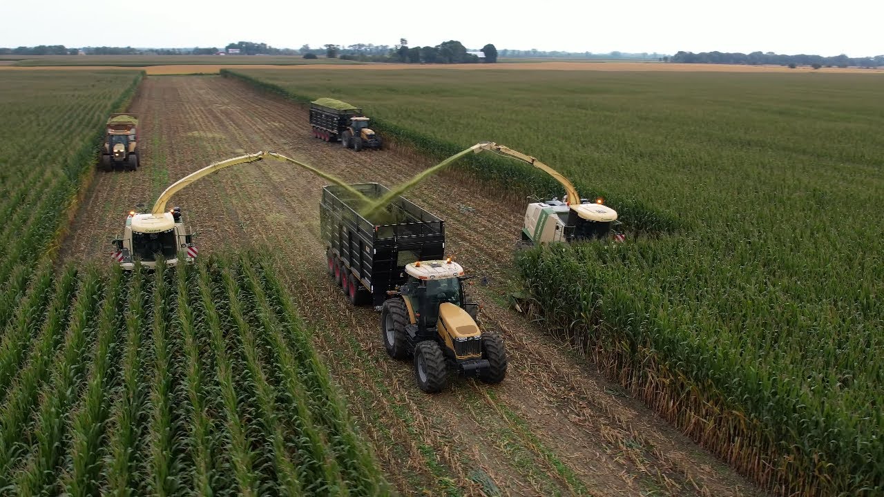 Corn Silage 2023 Five Star Dairy