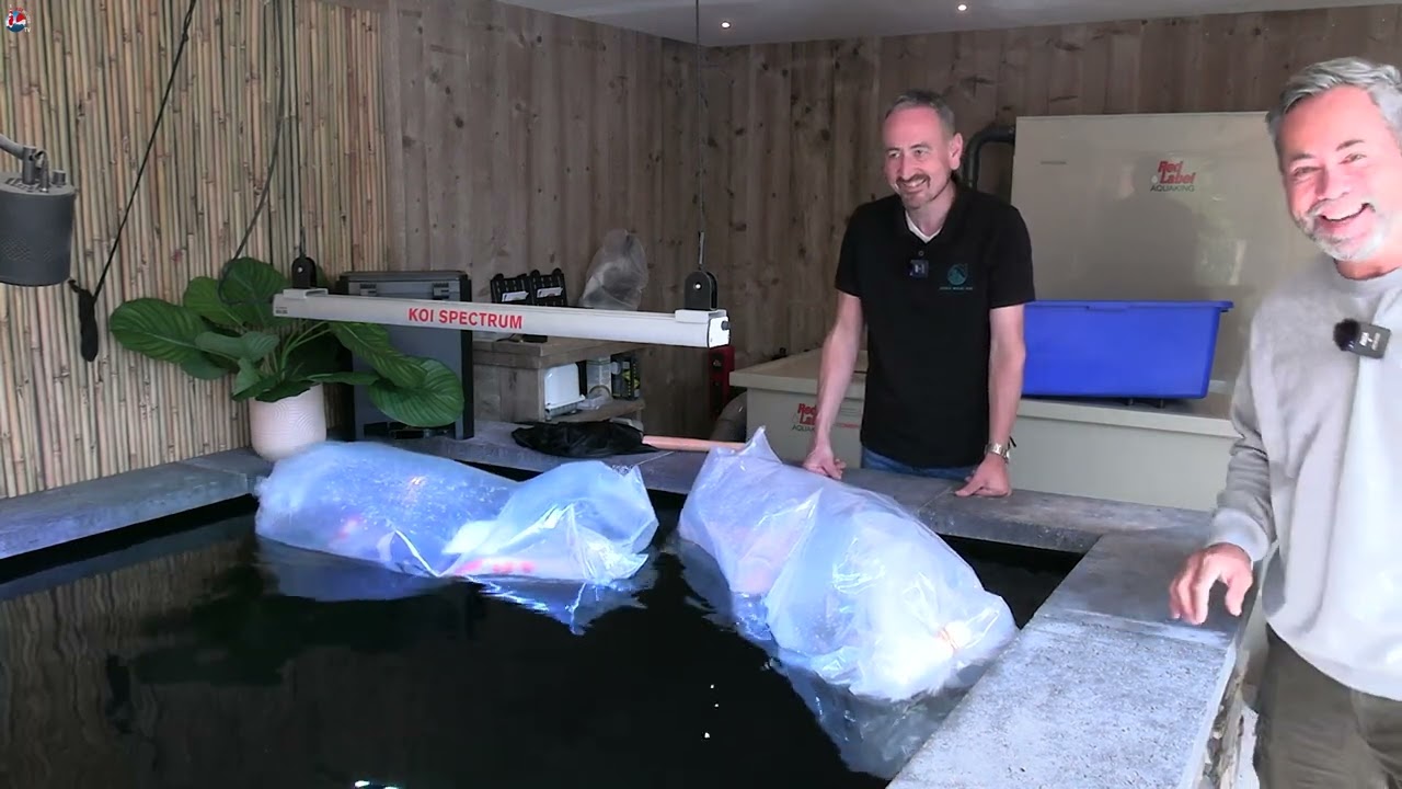 Joris Maas Koi: het eerste shipment ooit komt aan in Biezenmortel
