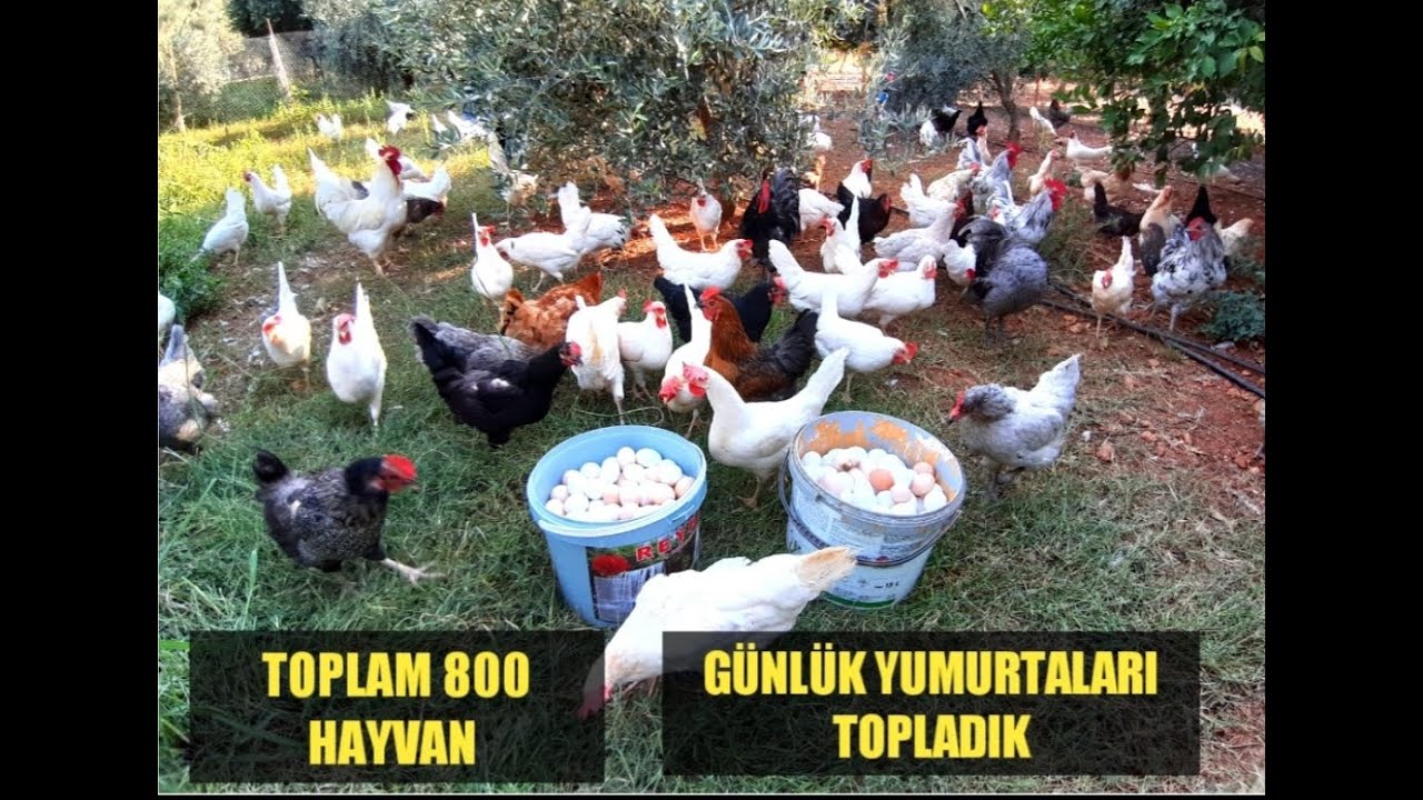 TOPLAM 800 HAYVAN BÜTÜN HAYVANLARIM  FOLLUKTAN YUMURTA TOPLADIK @HASANINHOBİDÜNYASI