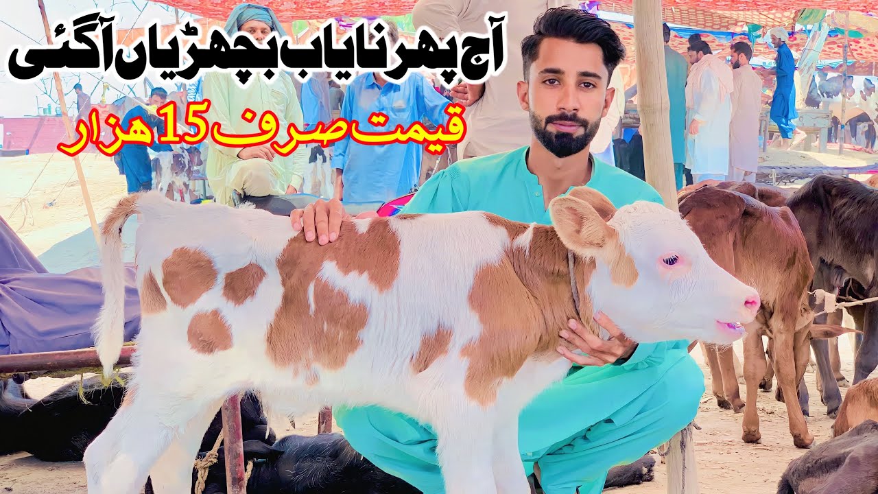 Cow Baby Calf In Cow Mandi Punjab | One Day Calf Farming In Pakistan