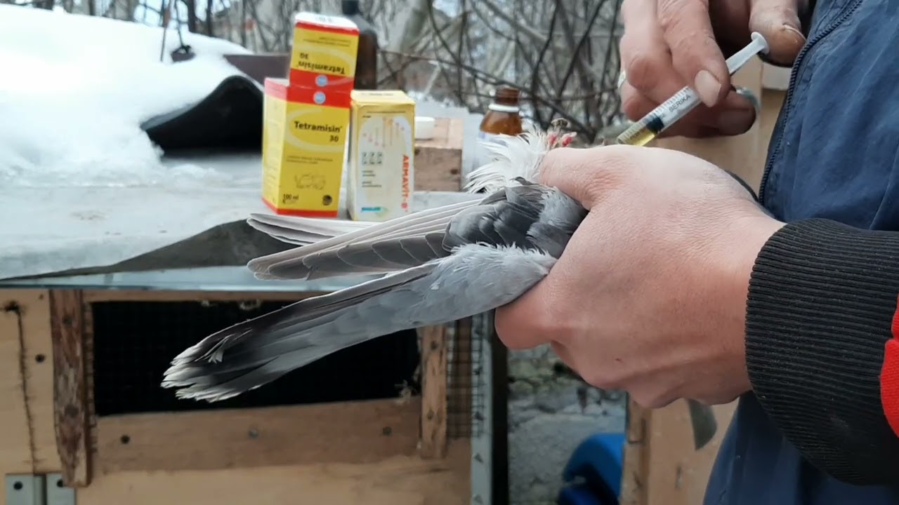 EYVAHH!!! DURUM ÇOK KÖTÜ KÜMESE HASTALIK GELDİ TEDAVİYE HEMEN BAŞLADIK