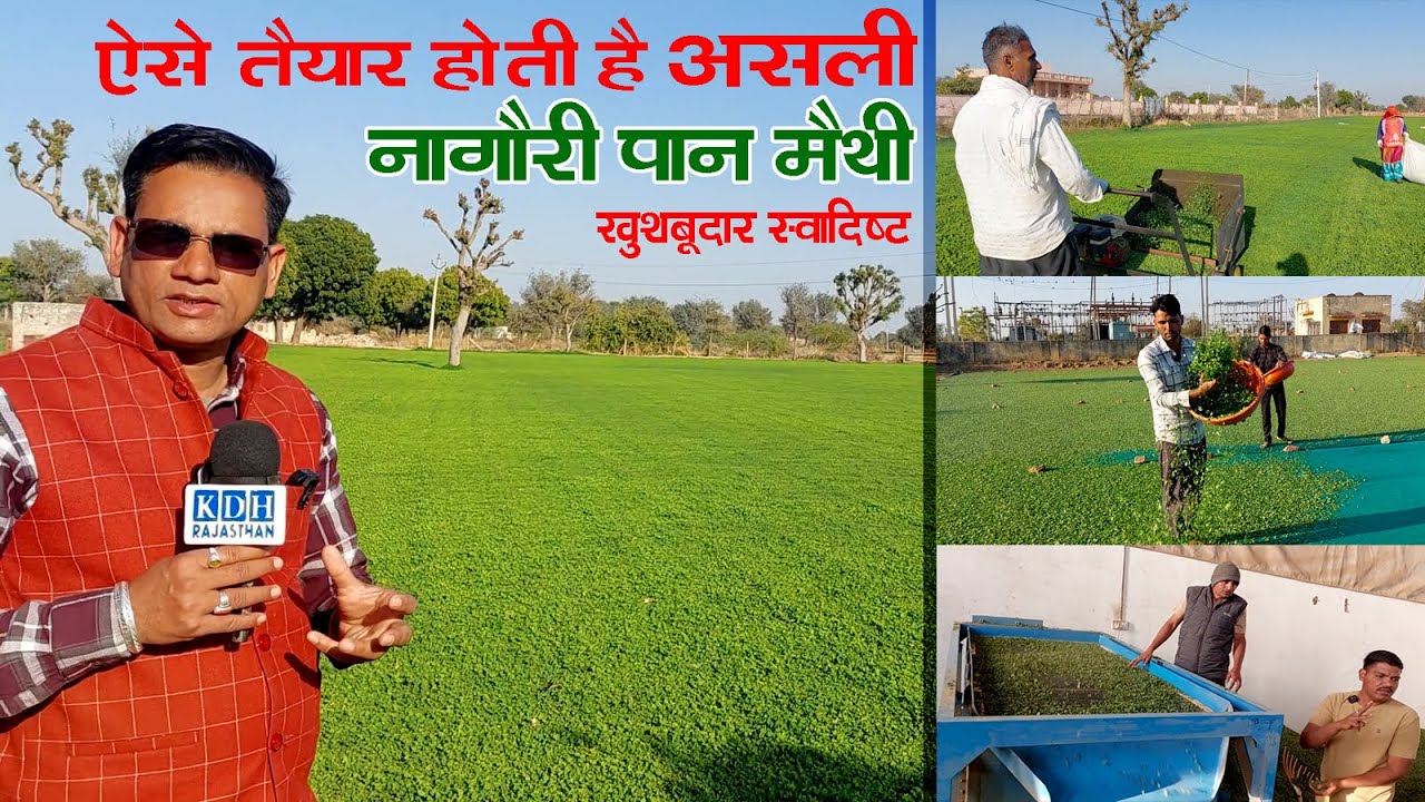 कहां कैसे तैयार होती है असली नागौरी पान मैथी ? खुशबूदार स्वादिष्ट Nagauri Kasoori Methi Full Process