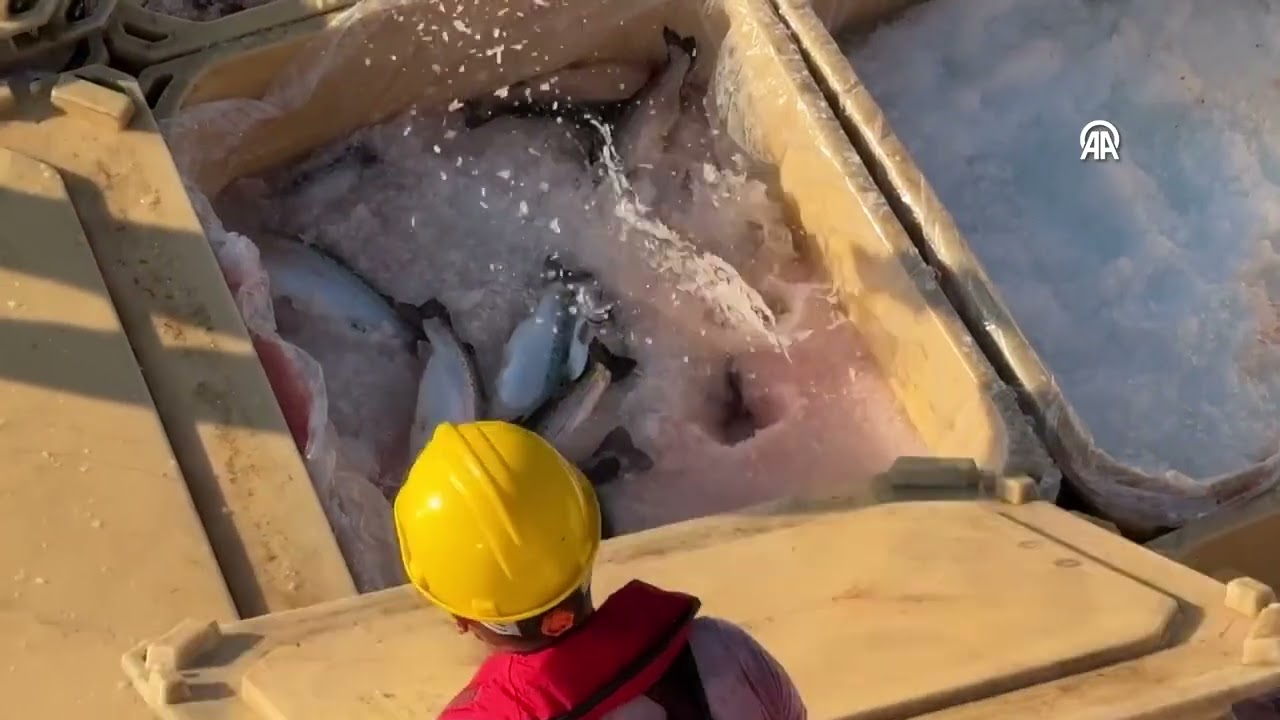 Karadeniz'deki kafeslerde yetiştirilen Türk somonu hasadı bereketli geçiyor