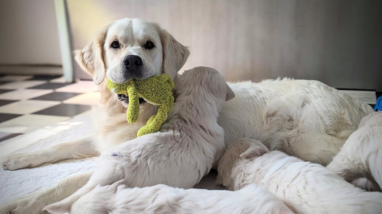 Golden retriever puppies growing up too fast! (C&C litter)