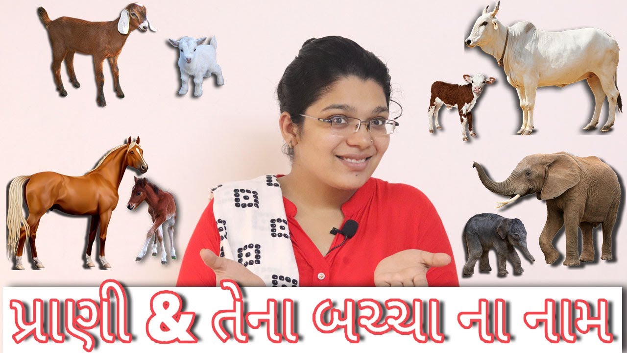 પ્રાણી અને તેના બચ્ચા ના નામ | Pranio ane tena bachcha na naam | KidsTube