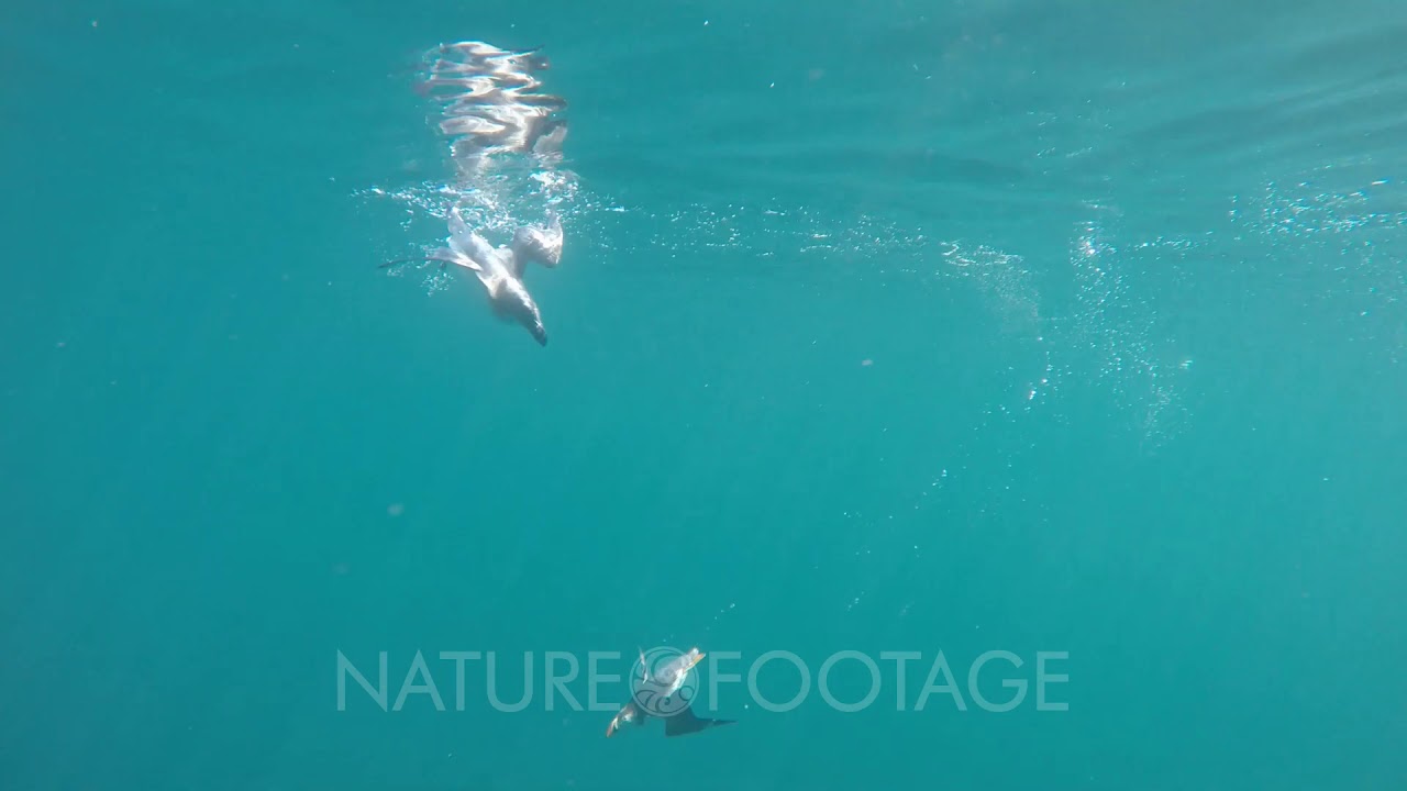 Atlantic puffin (Fratercula arctica) swimming underwater