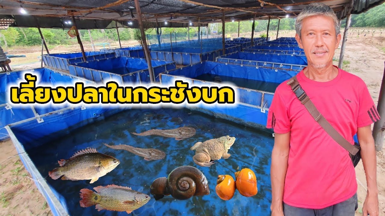 วิธีเลี้ยงปลาหมอ ปลาดุก หอยในกระชังบกบ่อผ้าใบ | ลูกอีสาน บ้านเฮา