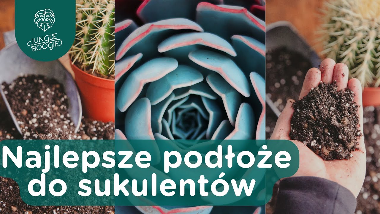 Jak zrobić samodzielnie podłoże do sukulentów i kaktusów? Jaka ziemia nada się do kaktusów?