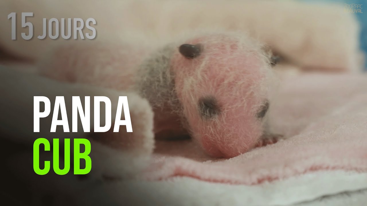 A Year In The Life Of France’s 1st Baby Panda, Born In 2017 At Zoo De Beauval