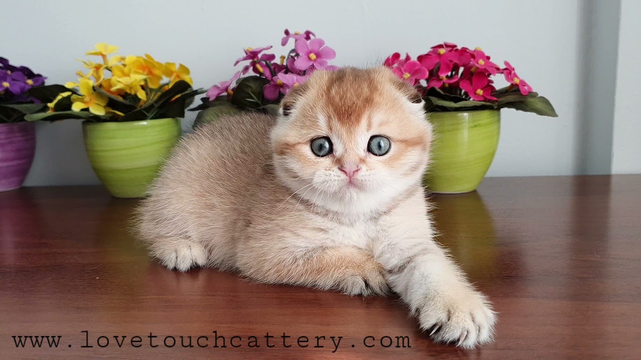 Golden renk Scottish Fold kedi yavrusu Funny&Albert oğlu