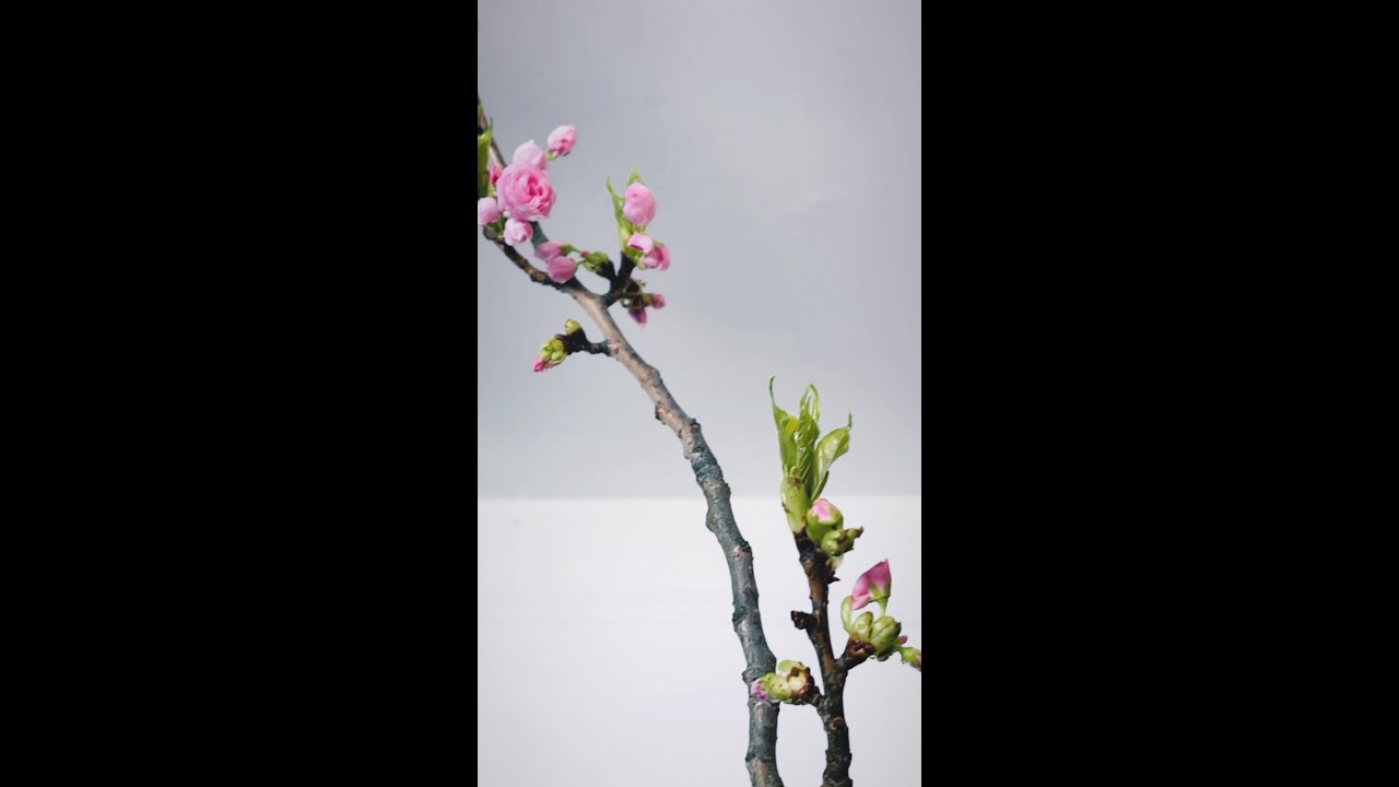 SPRING HAS SPRUNG! TAURUS APRIL 2023