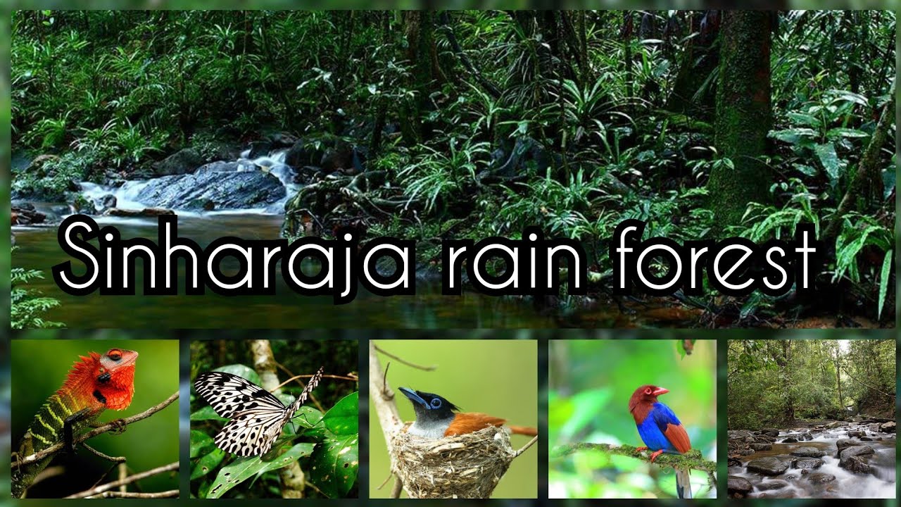 Sinharaja rain forest in sri lanka / details about sinharaja .🐓🌳🌺
