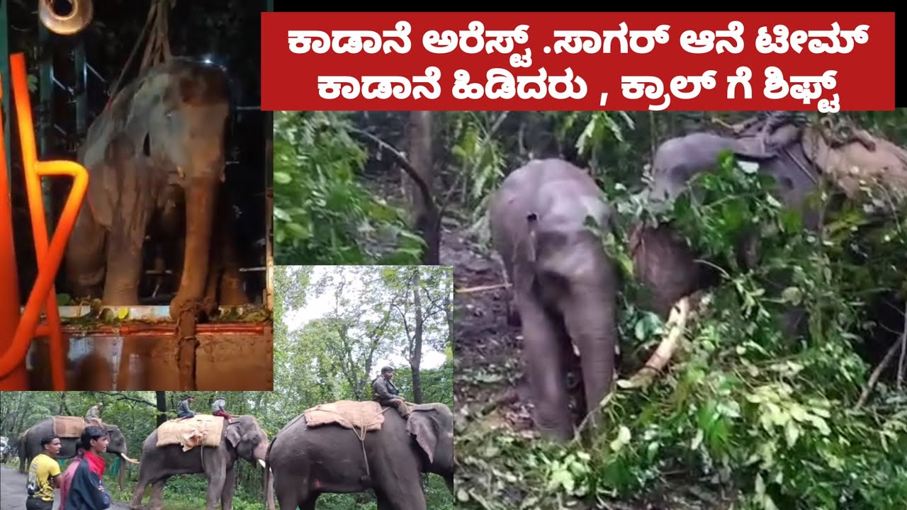 ಕಾಡಾನೆ ಅರೆಸ್ಟ್ .ಸಾಗರ್ ಆನೆ ಟೀಮ್ ಕಾಡಾನೆ ಹಿಡಿದರು , ಕ್ರಾಲ್ ಗೆ ಶಿಫ್ಟ್ | wild elephant capture Balehonnur