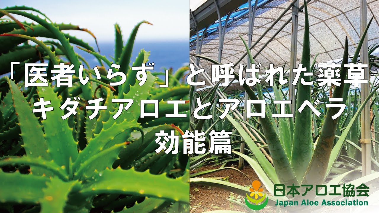 「医者いらず」と呼ばれた薬草 キダチアロエとアロエベラ 効能篇