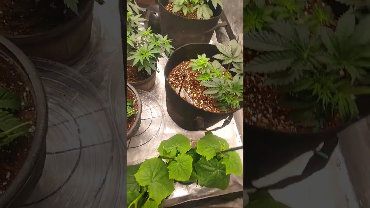 *Education purposes only* 🙃Mandarin sunset Re - Veg and scrog prep!!