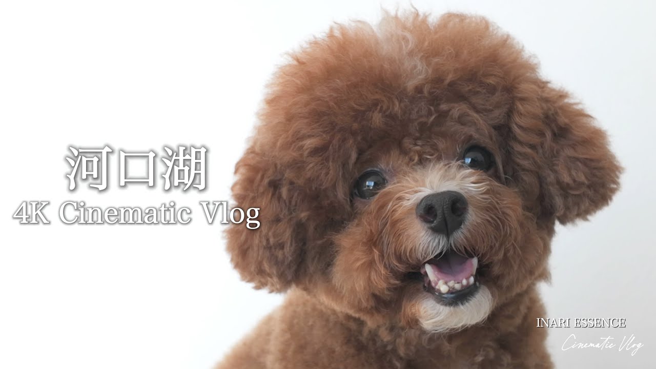 【4K Cinematic Vlog】河口湖 紅葉ドライブ｜30代 独身 × トイプードル いなり｜愛犬と港区一人暮らしライフ