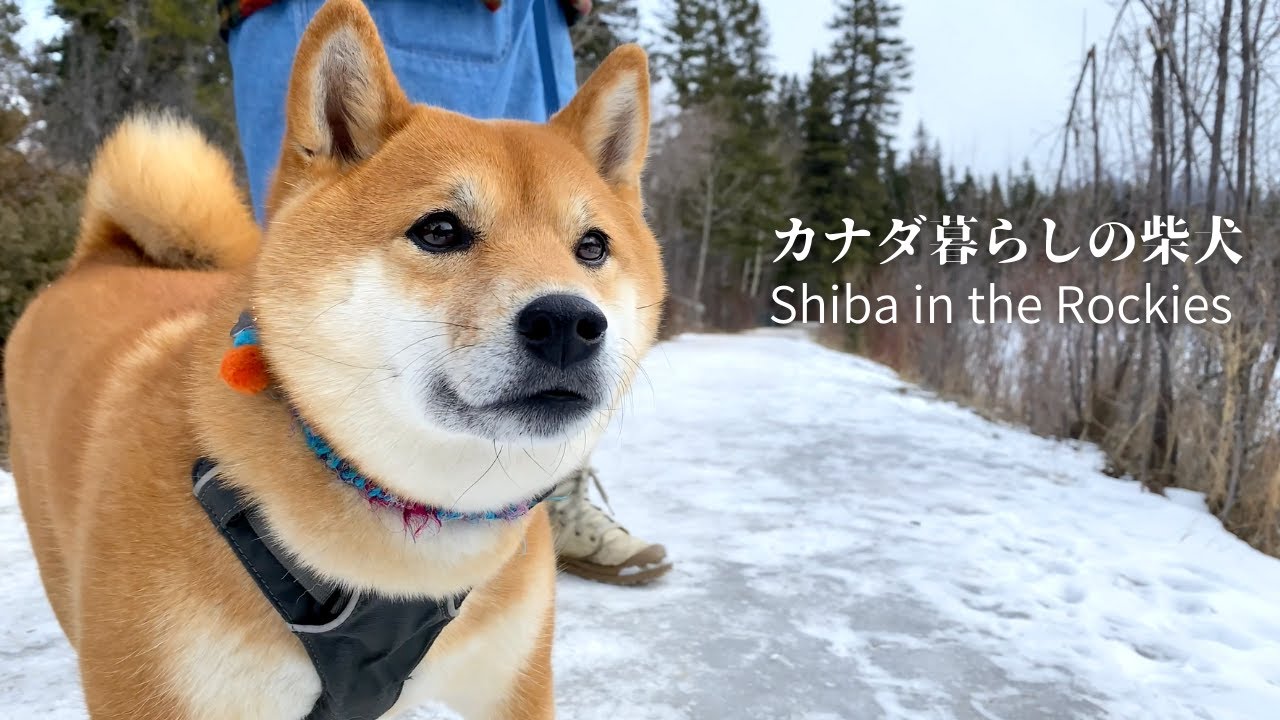 芸術には疎いが自然の中では目を輝かすナチュラリストな柴犬｜4K｜カモ寄せの術