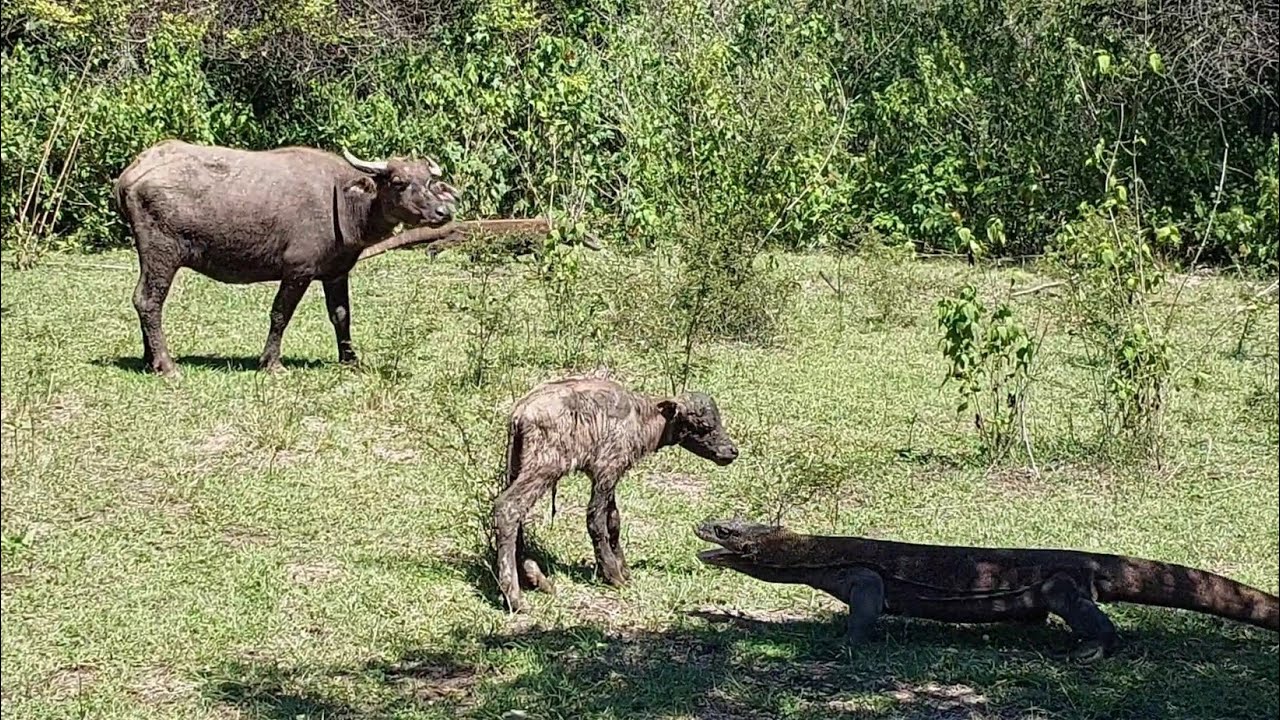 Mother buffalo's struggle to protect her calf