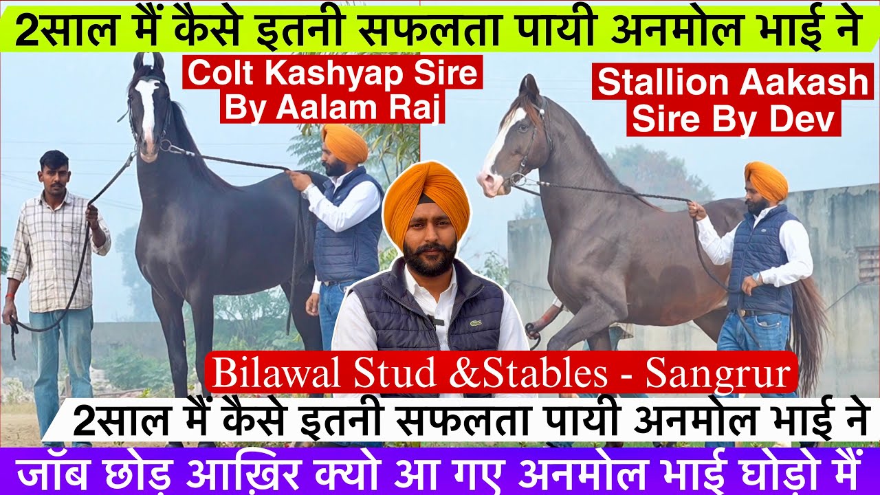 जॉब छोड़ आख़िर क्यो आ गए अनमोल भाई घोड़ो मैं घोड़ो मैं फायदा हैं या नुक़सान जानो अनमोल भाई से !