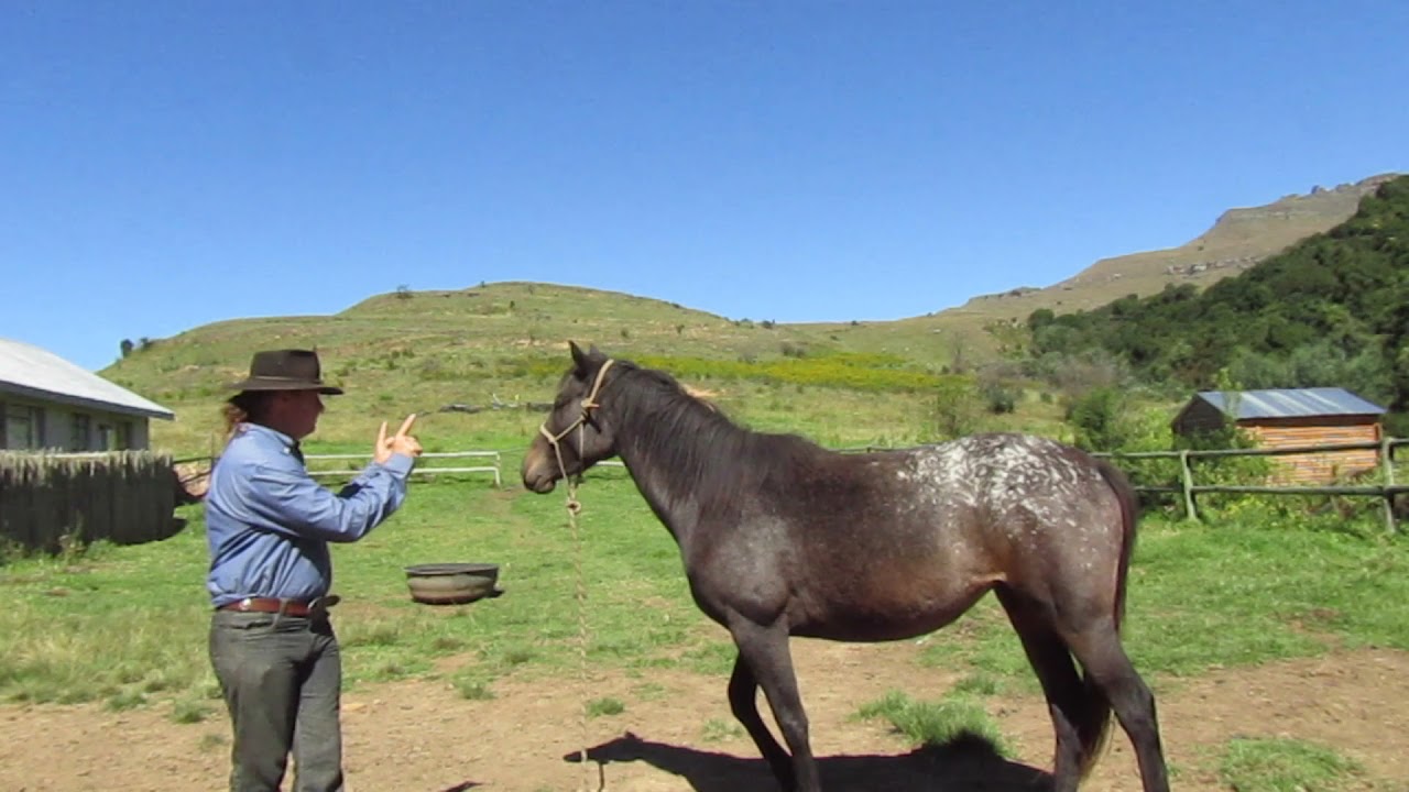 Gareth Mare' teaching a horse to stand for a farrier