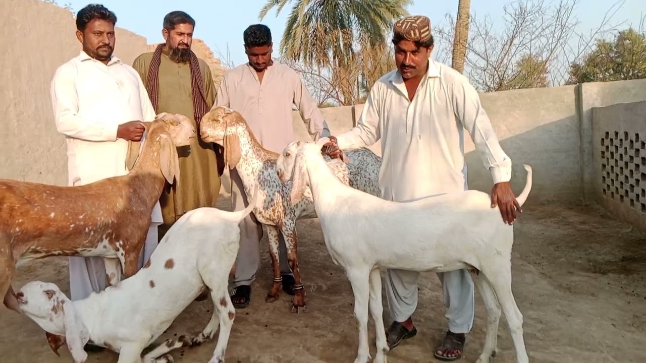 ماشااللہ بہت خوبصورت شوق چیک کریں 03211576592