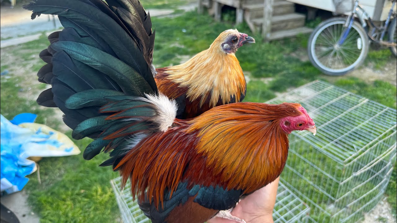 Nacieron más pollitos aztecas 😃😃2024