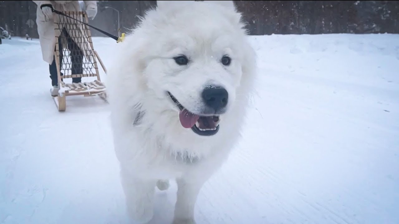 Samoyed Puppy Goes Dog Sledding for the First Time 🛷❄️