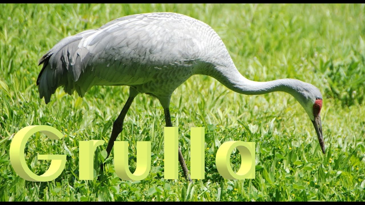 Grulla Gruidae / Clase Aves