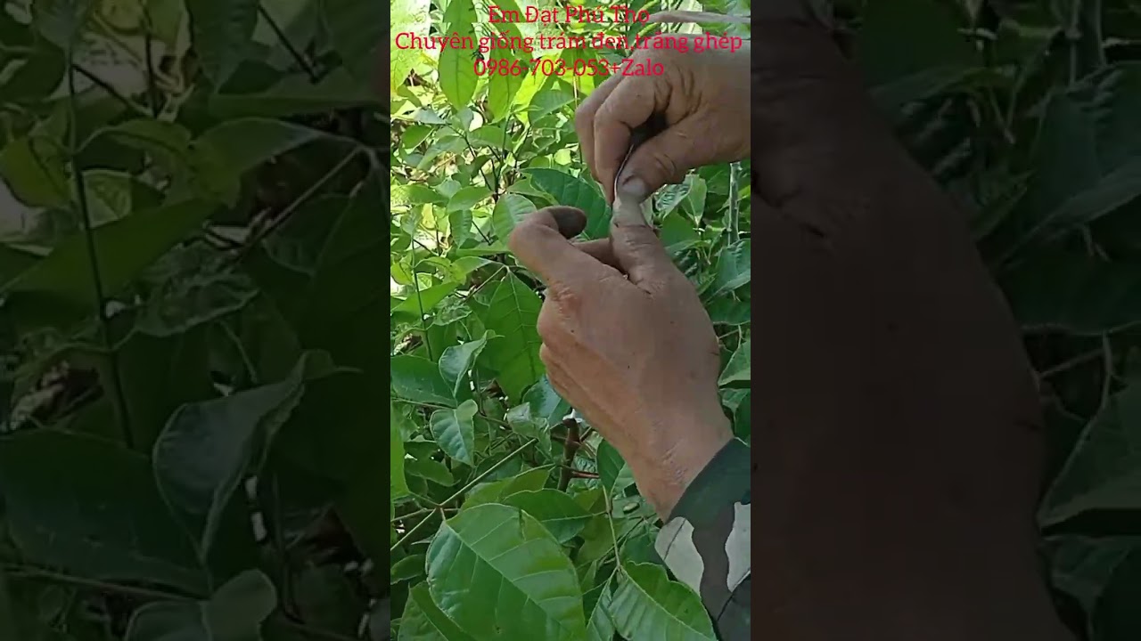 Em Đạt chia sẻ kỹ thuật gh&eacute;p c&acirc;y tr&aacute;m đen,nh&acirc;n giống phục vụ b&agrave; con.