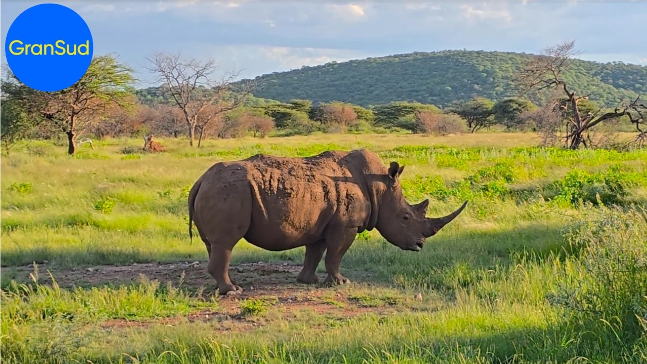 Rhinos - Giganten hautnah in Namibia 🇳🇦