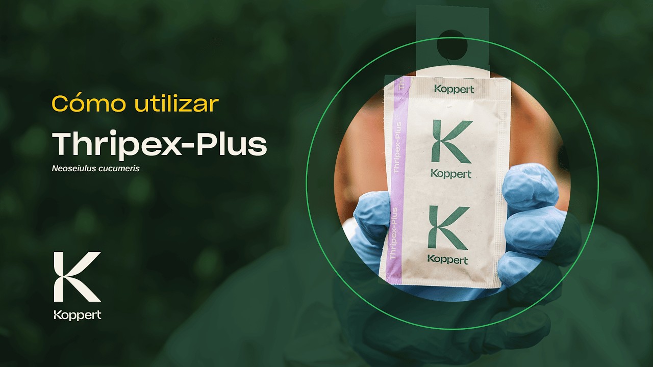 Cómo usar Thripex Plus-  Ácaros depredadores (Neoseiulus cucumeris) - Control de trips
