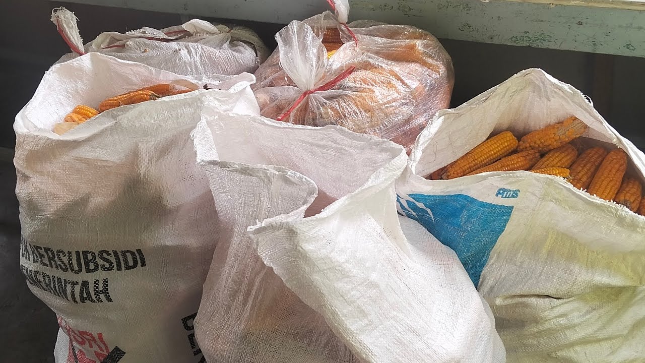 Baru Dapat Lima Karung 50kg...