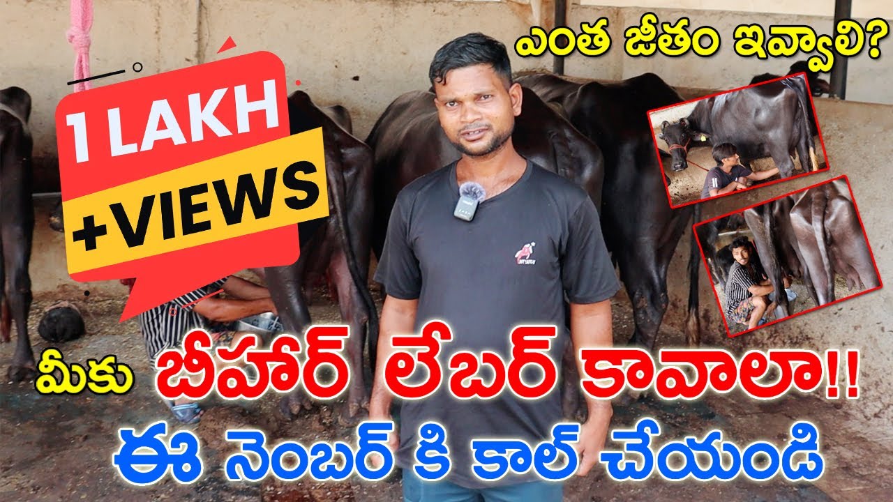 డైరీ ఫార్మ్ లో పని చేయడానికి బీహార్ వాళ్ళు కావాలా?Bihar Labour’s Available For Dairy farm | CBNews