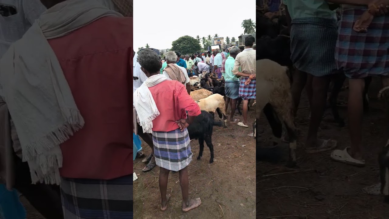 #Arandangi #aadu# santhai 28/10/2025 #goat #animals