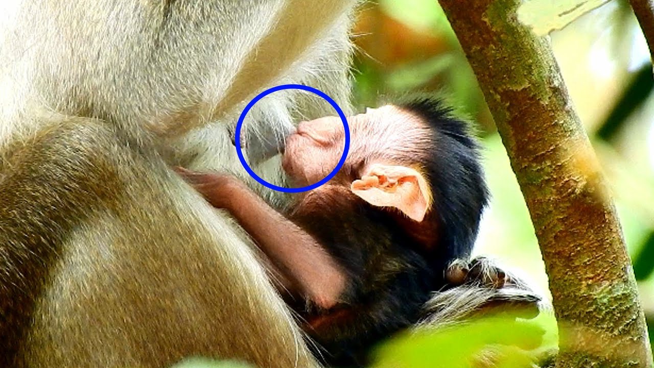 WOW Big milk look gorgeous cute newborn trying much | She is very active milk from her mom