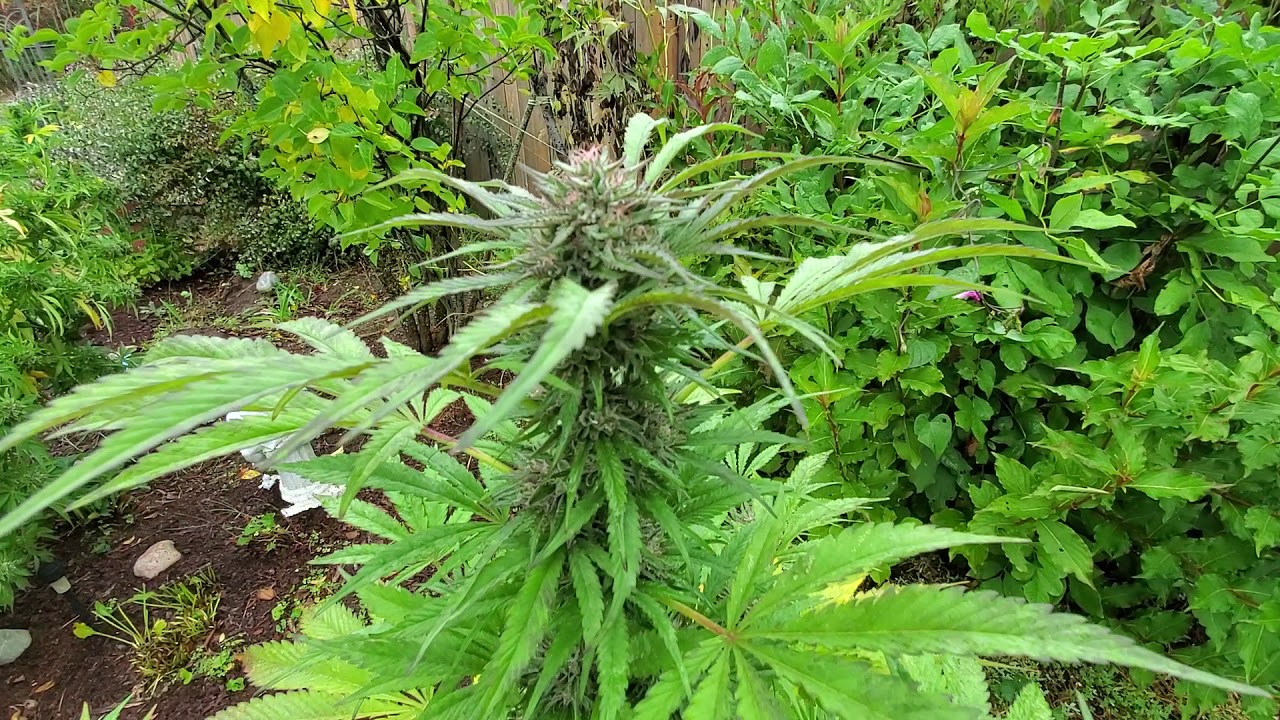 Purple Kush x Cookies outdoor grow 2019