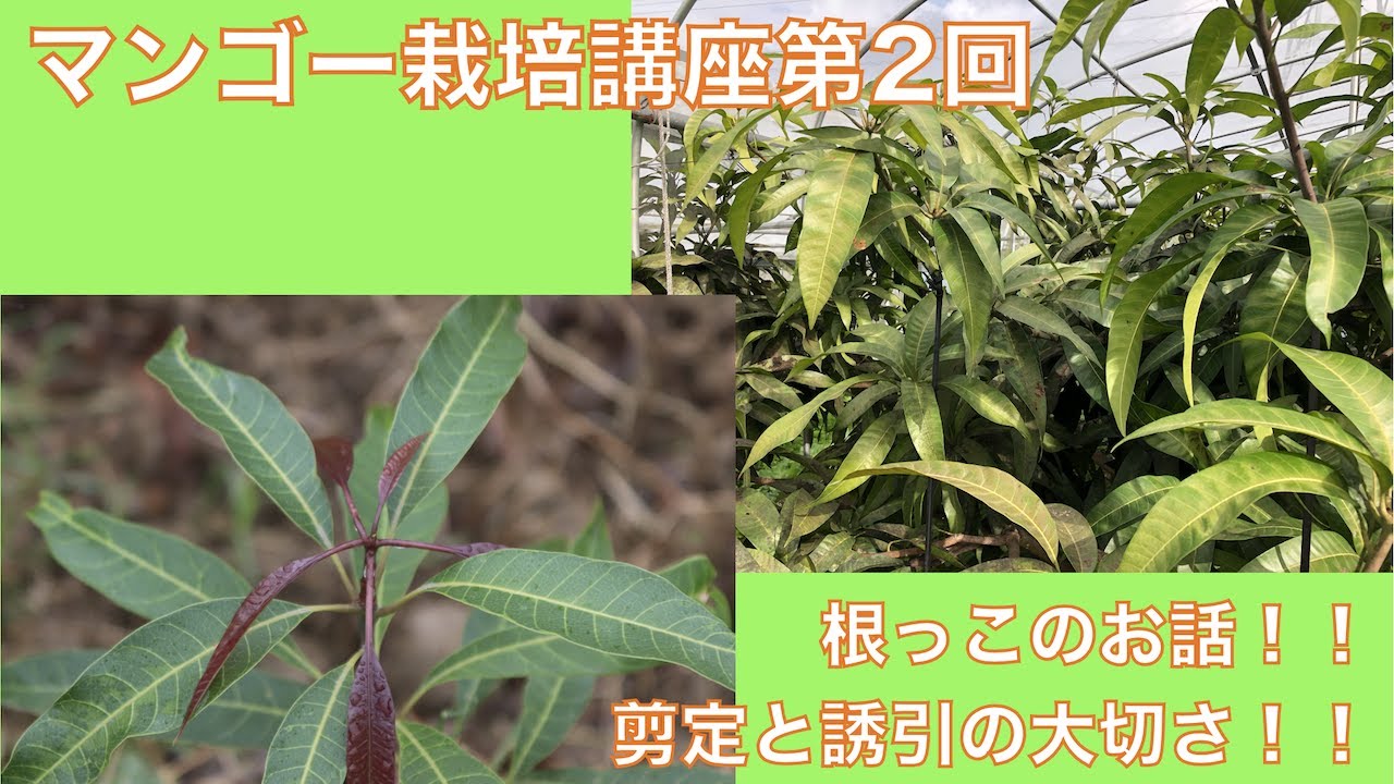 【マンゴー栽培講座2】根っこの特徴！収穫後は剪定と水平誘引が基本！？