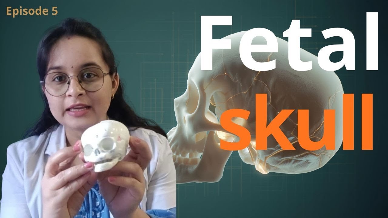 FETAL SKULL| anatomy of fetal skull for practical exam
