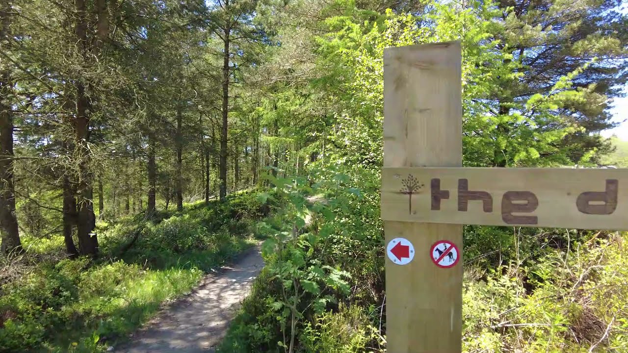 Llandegla Forest North Wales