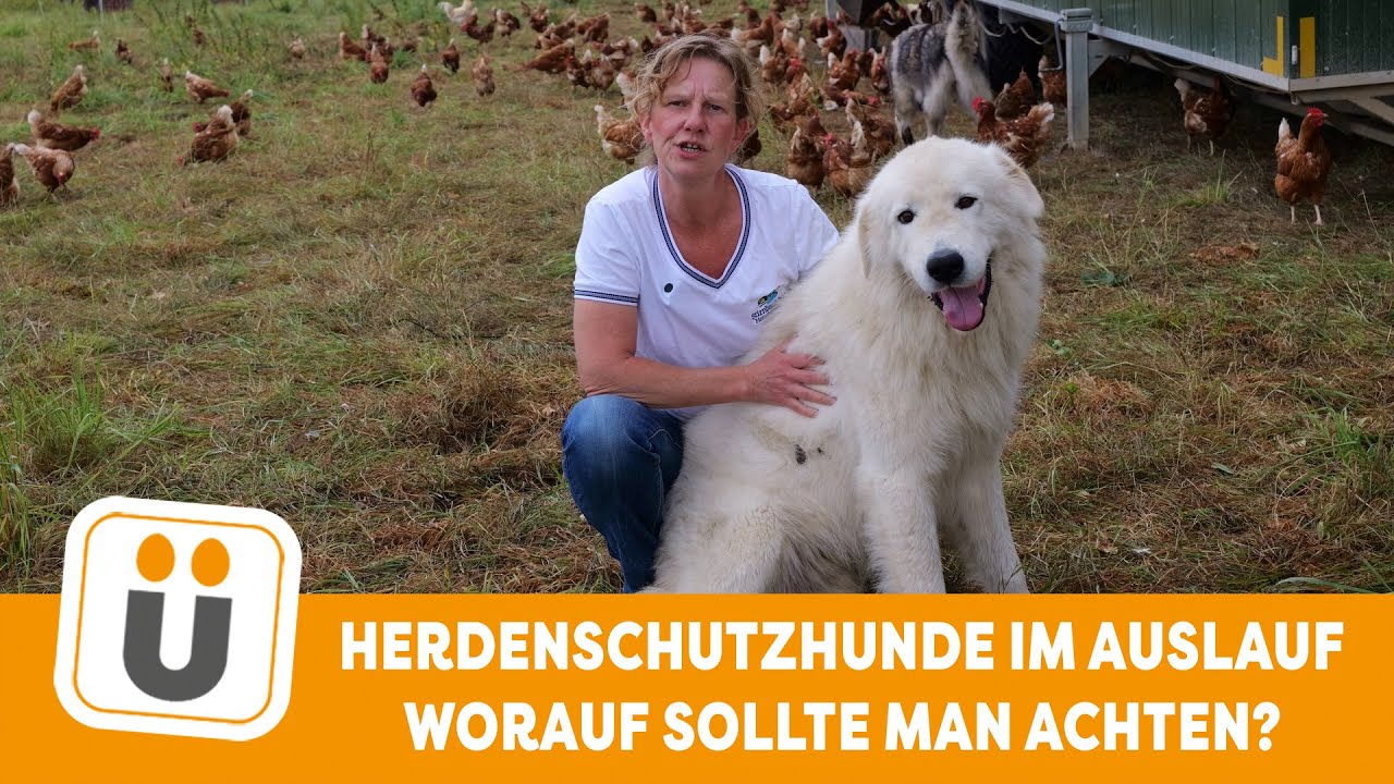 Herdenschutzhunde im Auslauf - Worauf sollte man achten?