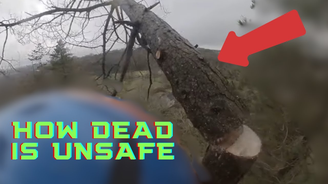 Climbing DEAD Pine | How dead is to dead