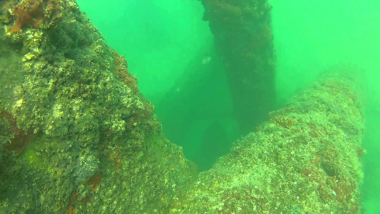 Free diving with goliath grouper in Boca Grande Florida